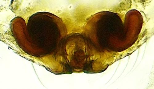Hypomma cornutum